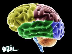 مغز